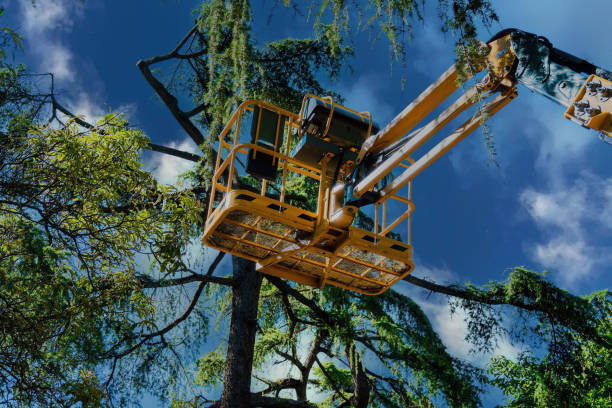 Best Emergency Tree Service  in Woonsocket, RI